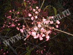 Бересклет Маака – Euonymus maackii Rupr.