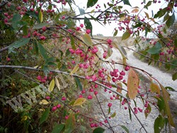 Бересклет Маака – Euonymus maackii Rupr.