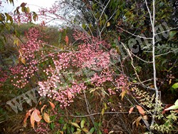 Бересклет Маака – Euonymus maackii Rupr.