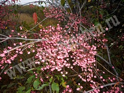 Бересклет Маака – Euonymus maackii Rupr.