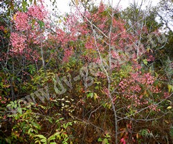 Бересклет Маака – Euonymus maackii Rupr.