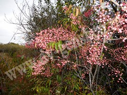 Бересклет Маака – Euonymus maackii Rupr.