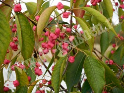 Бересклет Маака – Euonymus maackii Rupr.