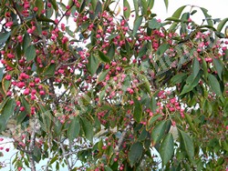 Бересклет Маака – Euonymus maackii Rupr.