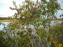 Бересклет Маака – Euonymus maackii Rupr.