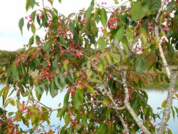 Бересклет Маака – Euonymus maackii Rupr.