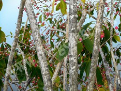 Бересклет Маака – Euonymus maackii Rupr.