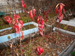 Бересклет Маака – Euonymus maackii Rupr.