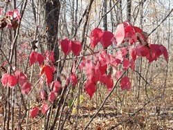 Бересклет малоцветковый – Euonymus pauciflora Maxim.