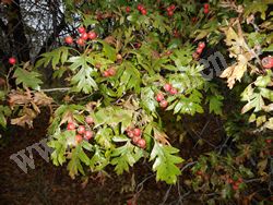 Боярышник перистонадрезанный – Crataegus pinnatifida Bunge.