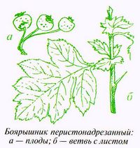 Боярышник перистонадрезанный (Crataegus pinnatifida Bunge.)