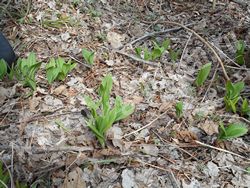 Лук охотский, черемша - Allium ochotense Prokh.