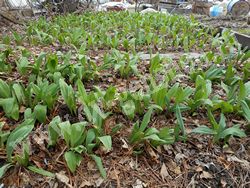 Лук охотский, черемша – Allium victorialis