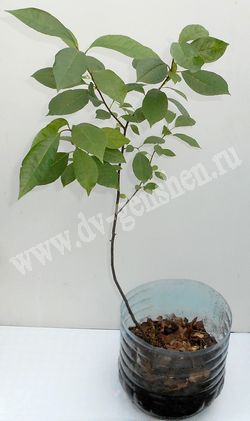 Саженец черемухи