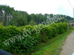 Девичий виноград пятилисточковый – Parthenocissus quinquefolia (L.) Planch.