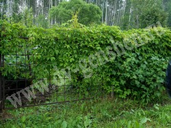 Девичий виноград пятилисточковый – Parthenocissus quinquefolia (L.) Planch.