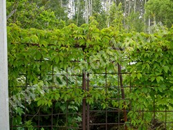 Девичий виноград пятилисточковый – Parthenocissus quinquefolia (L.) Planch.