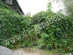 Девичий виноград пятилисточковый – Parthenocissus quinquefolia (L.) Planch.