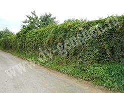 Девичий виноград пятилисточковый – Parthenocissus quinquefolia (L.) Planch.