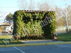 Девичий виноград пятилисточковый – Parthenocissus quinquefolia (L.) Planch.