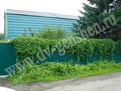 Девичий виноград пятилисточковый – Parthenocissus quinquefolia (L.) Planch.