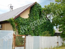 Девичий виноград пятилисточковый – Parthenocissus quinquefolia (L.) Planch.