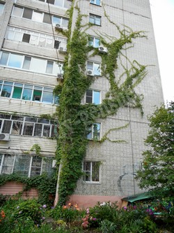 Девичий виноград пятилисточковый – Parthenocissus quinquefolia (L.) Planch.