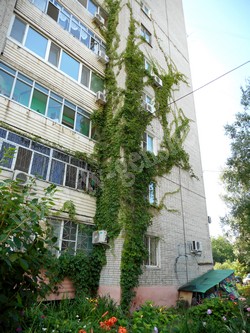 Девичий виноград пятилисточковый – Parthenocissus quinquefolia (L.) Planch.