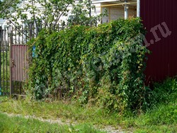 Девичий виноград пятилисточковый – Parthenocissus quinquefolia (L.) Planch.