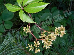 Девичий виноград пятилисточковый – Parthenocissus quinquefolia (L.) Planch.