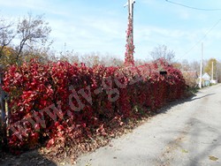 Девичий виноград в осенней листве
