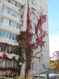 Девичий виноград пятилисточковый – Parthenocissus quinquefolia (L.) Planch.