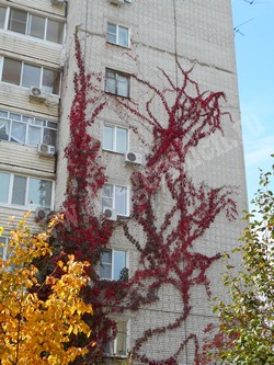 Девичий виноград пятилисточковый – Parthenocissus quinquefolia (L.) Planch.