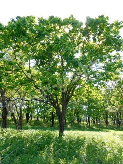 Дуб монгольский — Quercus mongolica Fisch ex Turcz.