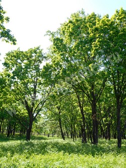 Дуб монгольский — Quercus mongolica Fisch ex Turcz.