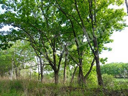 Дуб монгольский — Quercus mongolica Fisch ex Turcz.