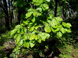 Дуб монгольский — Quercus mongolica Fisch ex Turcz.