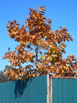 Дуб монгольский — Quercus mongolica Fisch ex Turcz.