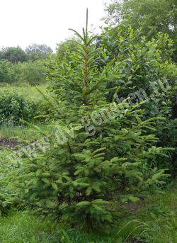 Ель аянская – Picea ajanensis Fisch. ex Carr.