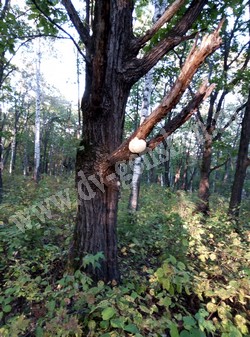 Ежевик гребенчатый (ежовик)