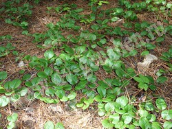 Грушанка круглолистная – Pyrola rotundifolia L.