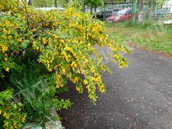 Карагана уссурийская — Caragana ussuriensis (Regel) Pojark.