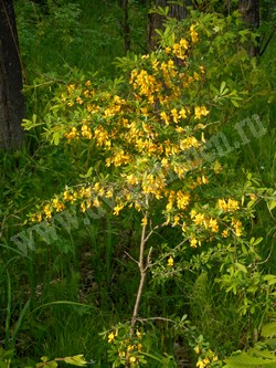 Карагана уссурийская — Caragana ussuriensis (Regel) Pojark.