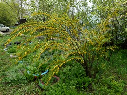 Карагана уссурийская — Caragana ussuriensis (Regel) Pojark.