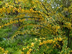 Карагана уссурийская — Caragana ussuriensis (Regel) Pojark.