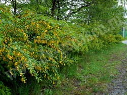 Карагана уссурийская — Caragana ussuriensis (Regel) Pojark.