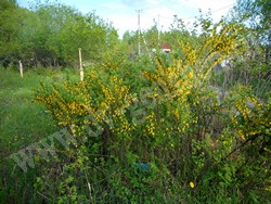 Карагана уссурийская — Caragana ussuriensis (Regel) Pojark.
