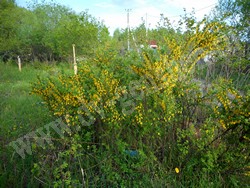 Карагана уссурийская — Caragana ussuriensis (Regel) Pojark.