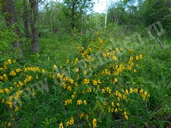 Карагана уссурийская — Caragana ussuriensis (Regel) Pojark.