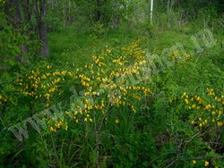 Карагана уссурийская — Caragana ussuriensis (Regel) Pojark.